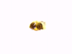 Hyptiotes flavidus