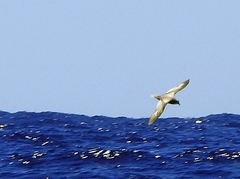 Pterodroma inexpectata