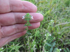 Euphrasia hirtella