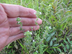Euphrasia hirtella