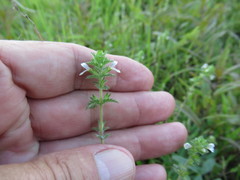 Euphrasia hirtella