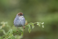 Cisticola hunteri
