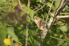 Cisticola erythrops