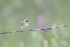 Cisticola nana
