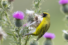 Crithagra citrinelloides