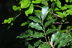 Toechima tenax