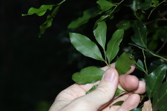 Toechima tenax