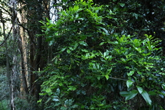 Toechima tenax