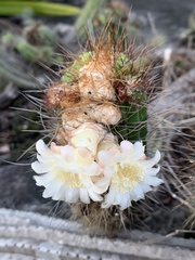 Coleocephalocereus fluminensis