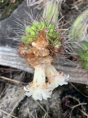 Coleocephalocereus fluminensis