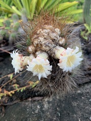 Coleocephalocereus fluminensis