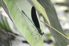 Sapho ciliata