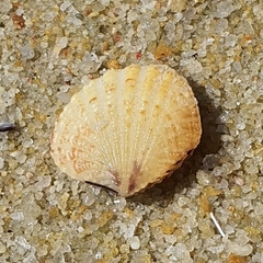 Gafrarium pectinatum