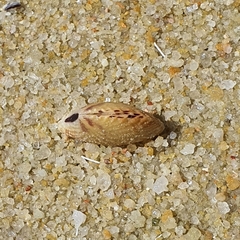 Gafrarium pectinatum