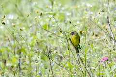 Crithagra hyposticta