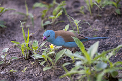 Uraeginthus cyanocephalus