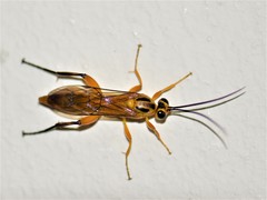 Theronia
