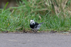 Motacilla alba
