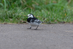 Motacilla alba