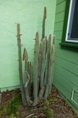 Cleistocactus strausii
