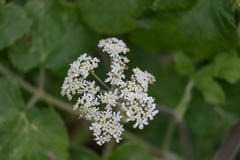 Heracleum sphondylium