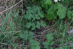 Heracleum sphondylium