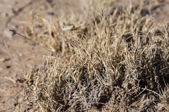 Scleropogon brevifolius