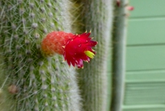 Cleistocactus strausii