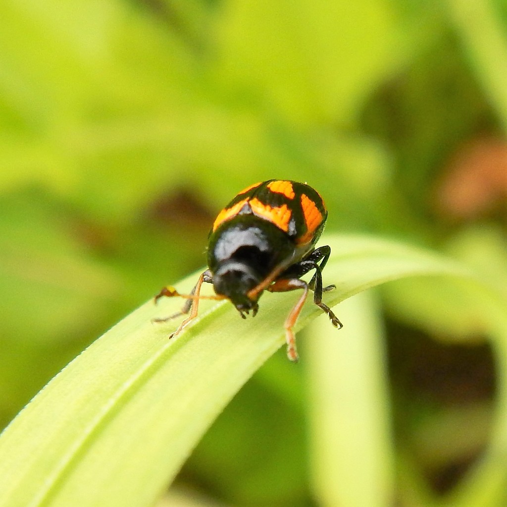 Cryptocephalus from Иглинский р-н, Респ. Башкортостан, Россия on July 5 ...