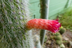 Cleistocactus strausii