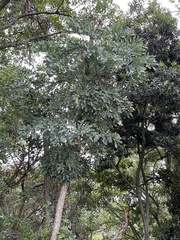 Cussonia paniculata