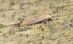 Cochylimorpha decolorella