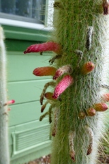 Cleistocactus strausii