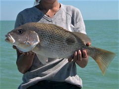 Lutjanus johnii