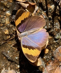 Euphaedra neophron