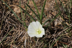 Ipomoea simplex