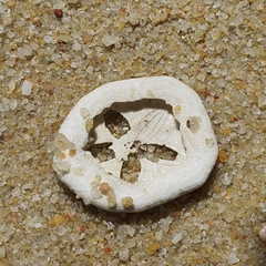 Jacksonaster depressum