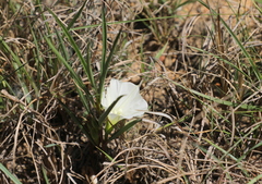Ipomoea simplex