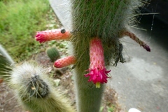 Cleistocactus strausii