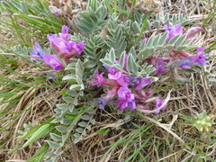 Astragalus shortianus