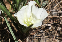 Ipomoea simplex
