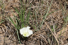 Ipomoea simplex