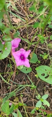 Ipomoea setifera