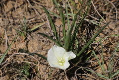 Ipomoea simplex