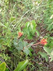 Palicourea officinalis