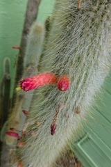 Cleistocactus strausii