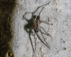 Spartaeus
