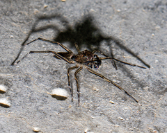 Spartaeus