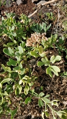 Crithmum maritimum image