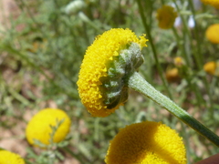 Oncosiphon grandiflorus